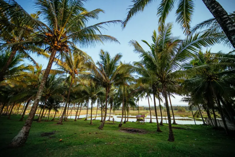 Casa Stella Mandiri Beach Krui for Sale - 5