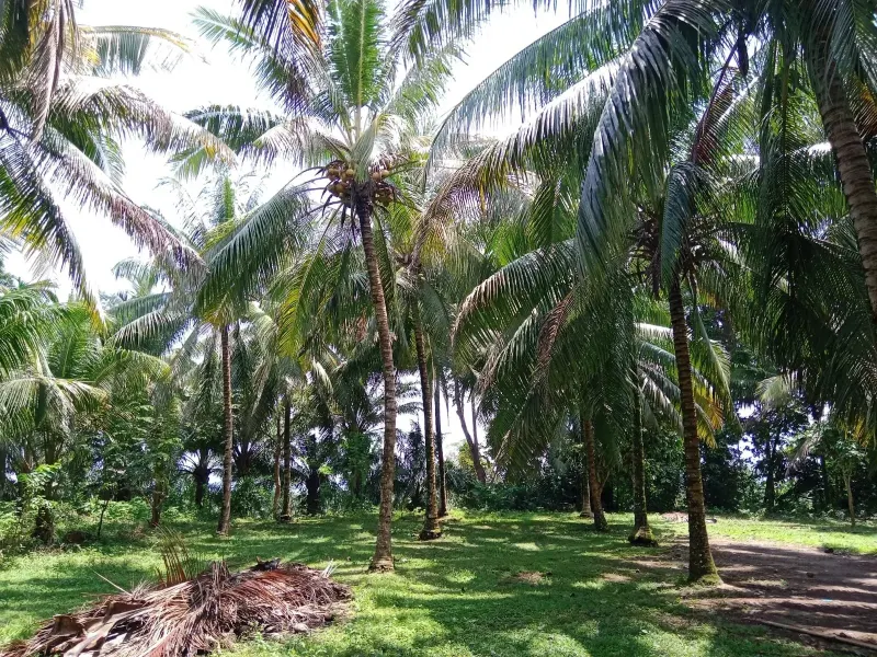 Mandiri Beach Surf Property thumbnail 3
