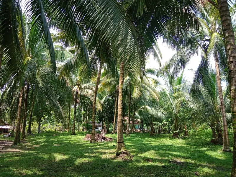 Mandiri Beach Surf Property