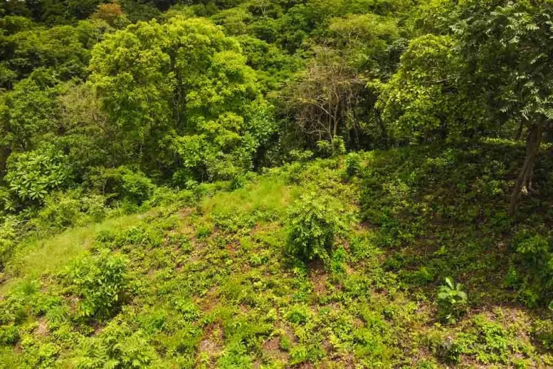 Half-Acre Ocean View Lot – Build Your Dream Home - 3