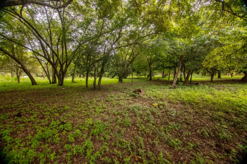 Beautiful B3 Lot – Hacienda Iguana - 5
