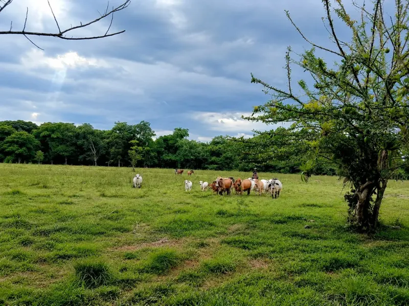 16 Hectares of Ocean View Land in Panama thumbnail 6