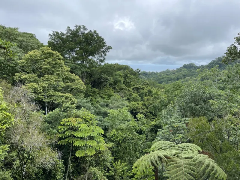Sunset Ocean View Home & Guest Cabin Surrounded By Rainforest - 3