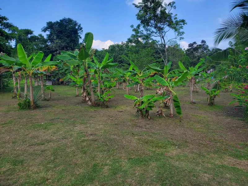 Paraiso Mangle – 1.24 Acres with House & Walk to Beach - 5