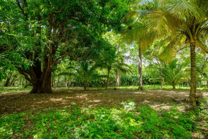 Hacienda Iguana R-18 Surf Lot thumbnail 6