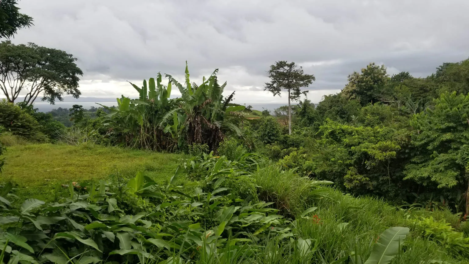 Cuervito, Costa Rica