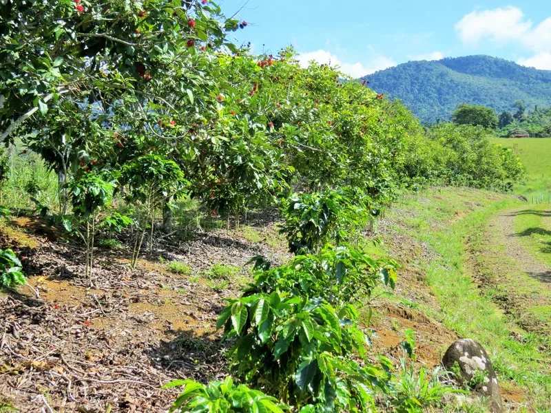 Income Producing 260 Acre Farm thumbnail 7