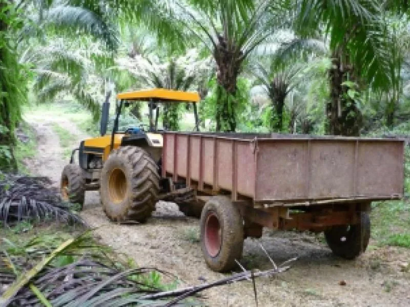 Income Producing Palm Farm Golfito - 2