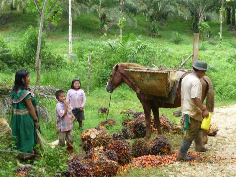 Income Producing Palm Farm Golfito - 3