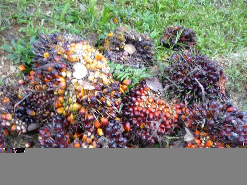 Income Producing Palm Farm Golfito - 4