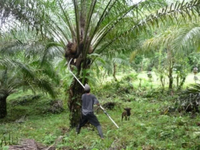 Income Producing Palm Farm Golfito - 5