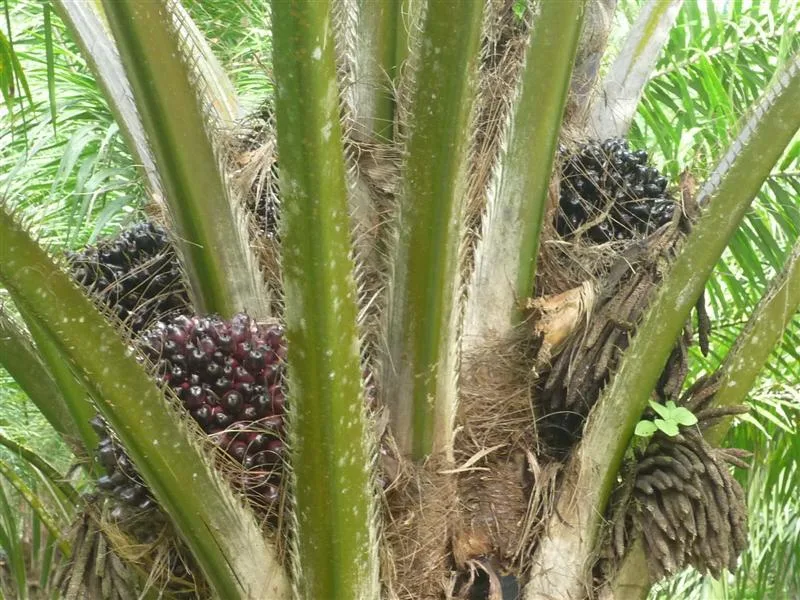 Income Producing Palm Farm Golfito thumbnail 6