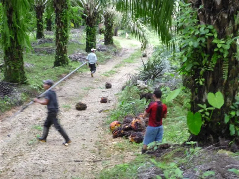 Income Producing Palm Farm Golfito thumbnail 8