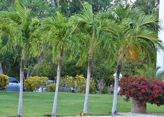 Hacienda Iguana Surf & Golf Condo - 3