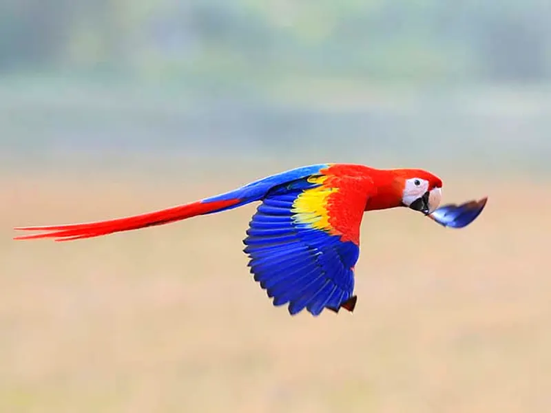 Cuervito, Costa Rica