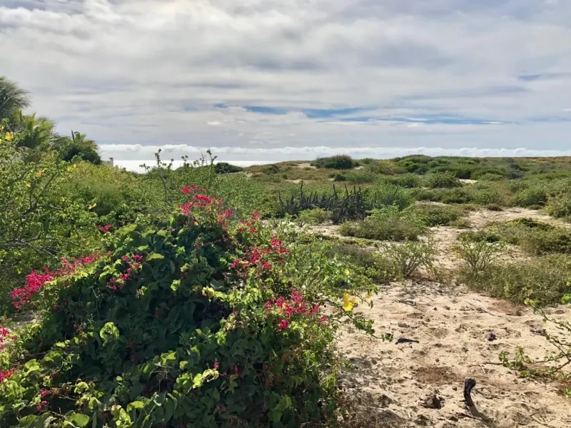 Playa Tortuga 39 thumbnail 1
