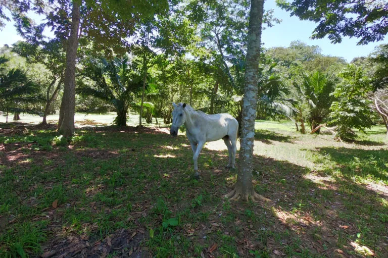 Playa Zancudo, Costa Rica