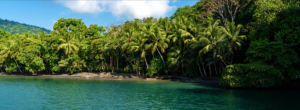 Beach-palms-lagoon-Pavones-costa-rica