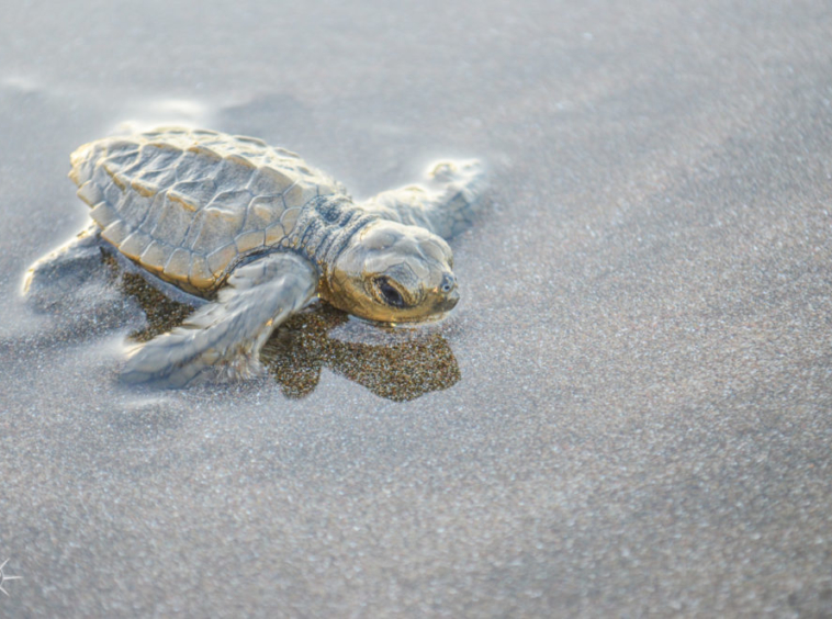 punta-banco-sea-turtle-release