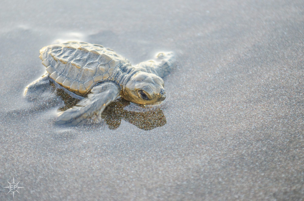 punta-banco-sea-turtle-release