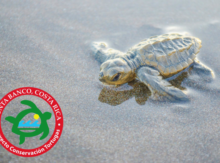 Costa-Rica_pavones-punta-banco_Sea-Turtles