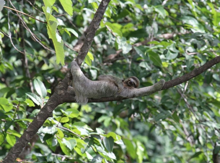 pavones-yoga-center-sloth