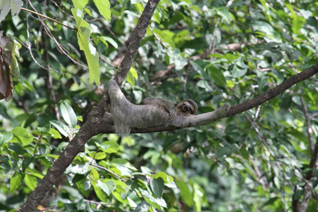 pavones-yoga-center-sloth