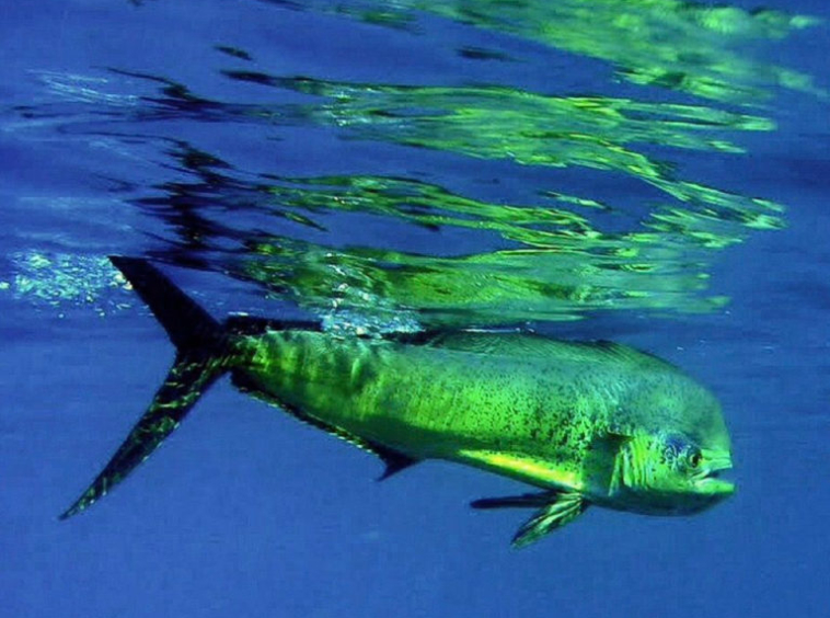 dorado-mahi-mahi-costa-rica
