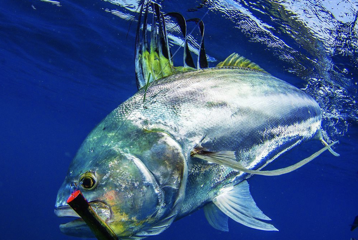 roosterfish-golfo-dulce-costa-rica