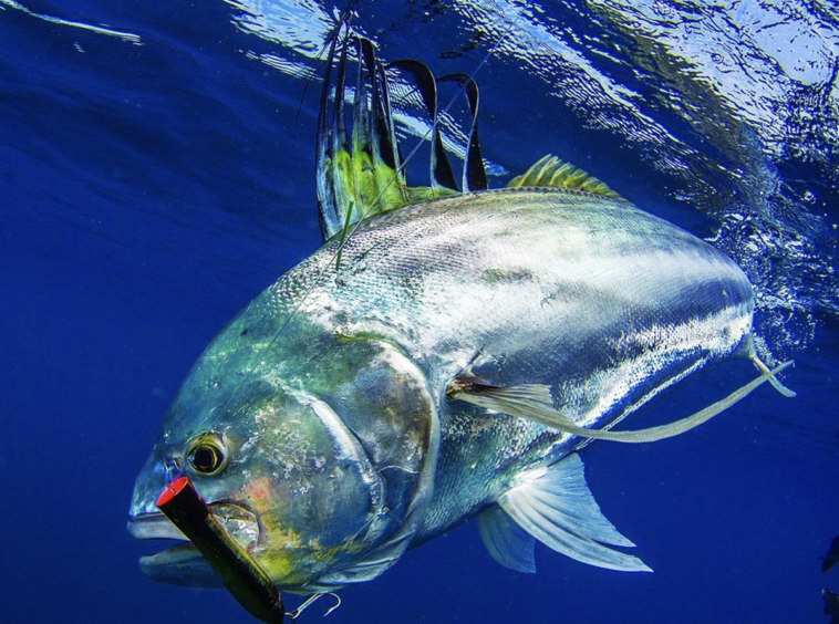 roosterfish-golfo-dulce-costa-rica
