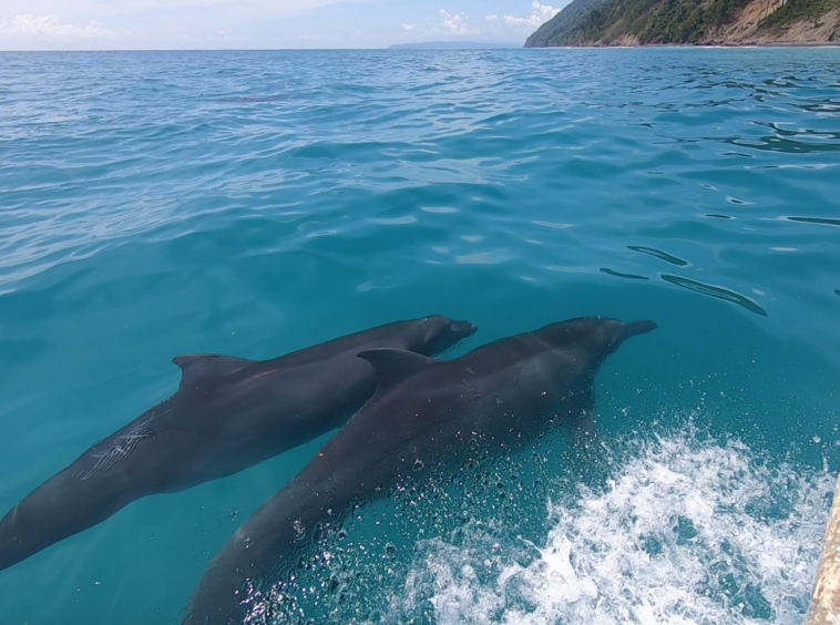 dolphin-quest-pavones