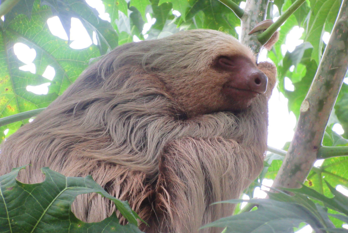 pavones-villa-for-sale-sleeping-sloth