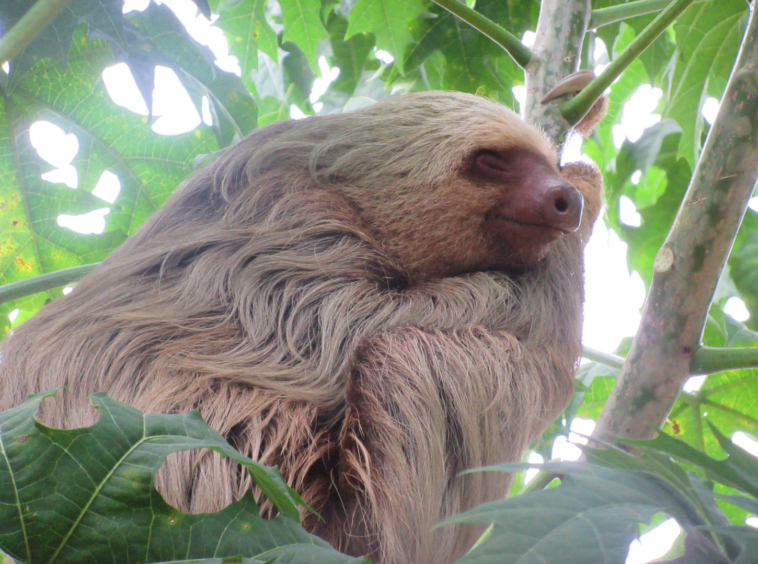 pavones-villa-for-sale-sleeping-sloth