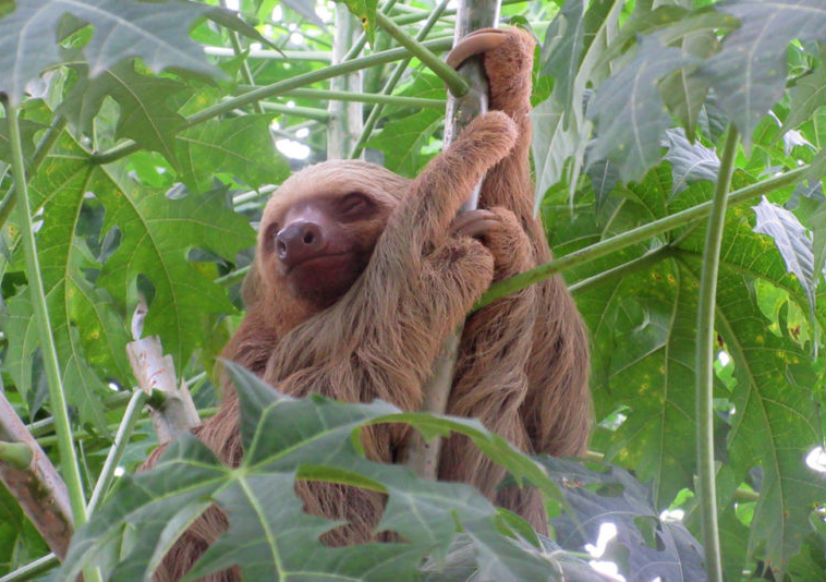 pavones-sloth