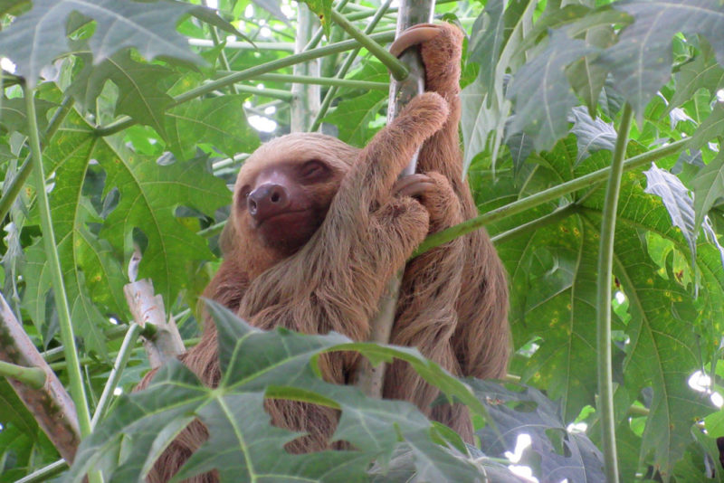 pavones-sloth