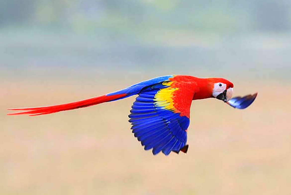 scarlett-macaw-pavones