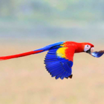 scarlett-macaw-pavones