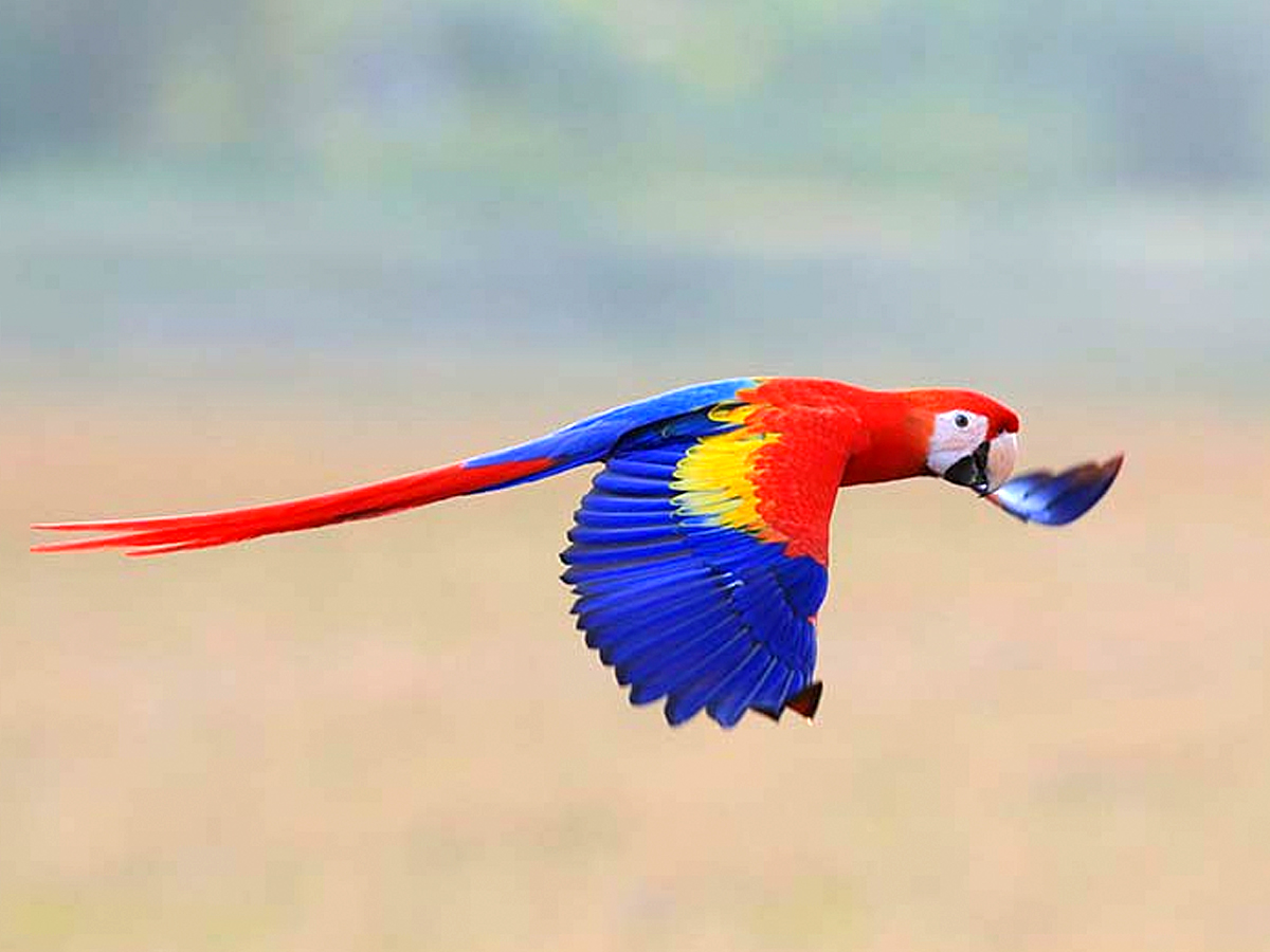 scarlett-macaw-pavones
