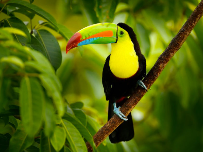 costa-rica-toucan