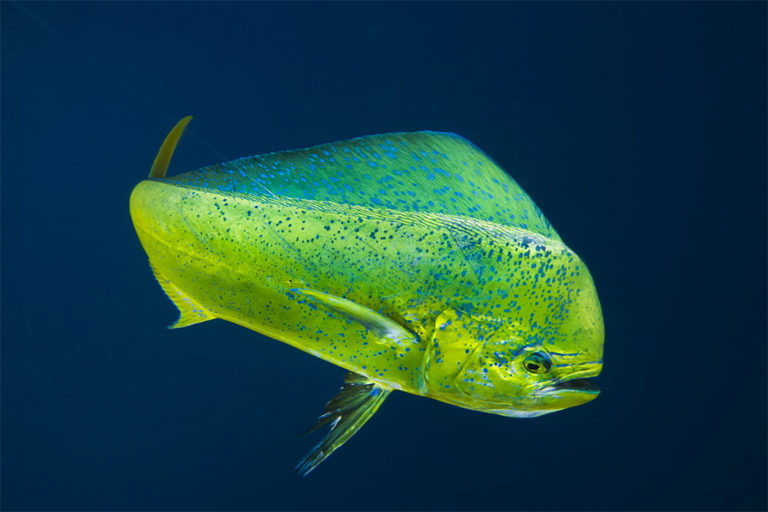 dorado