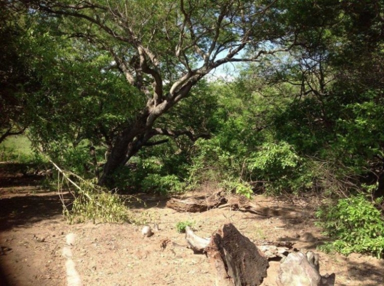 punta-mango-land-for-sale