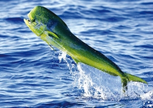 dorado-mahi-fishing-costa-rica