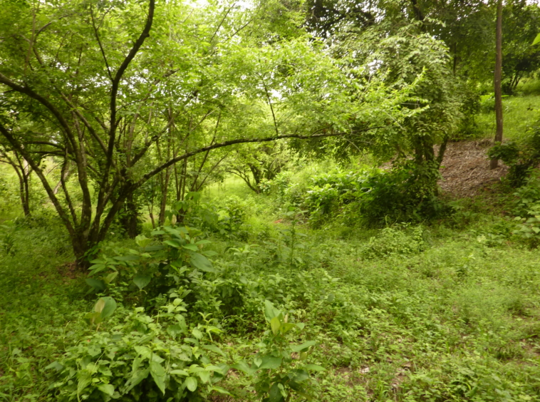ballena-farm-uvita-costa-rica