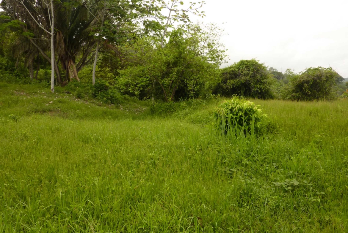 ballena-farm-uvita-costa-rica