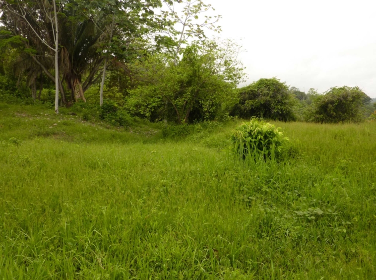 ballena-farm-uvita-costa-rica
