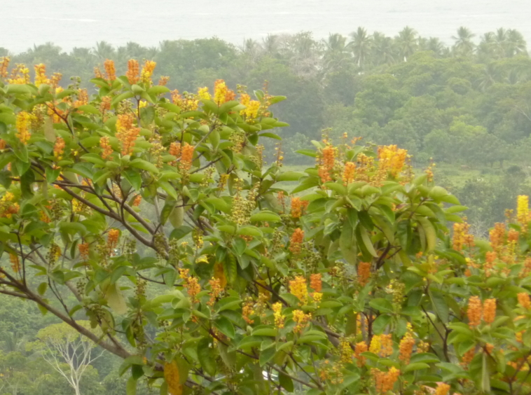 ballena-farm-uvita-costa-rica