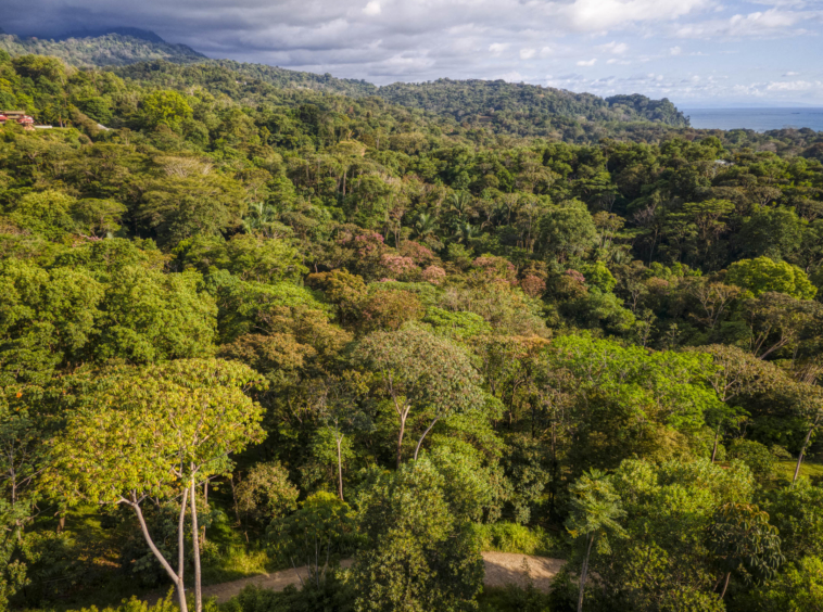 ballena-farm-uvita