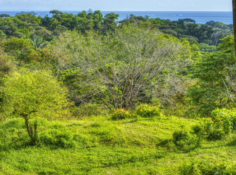 ballena-farm-uvita