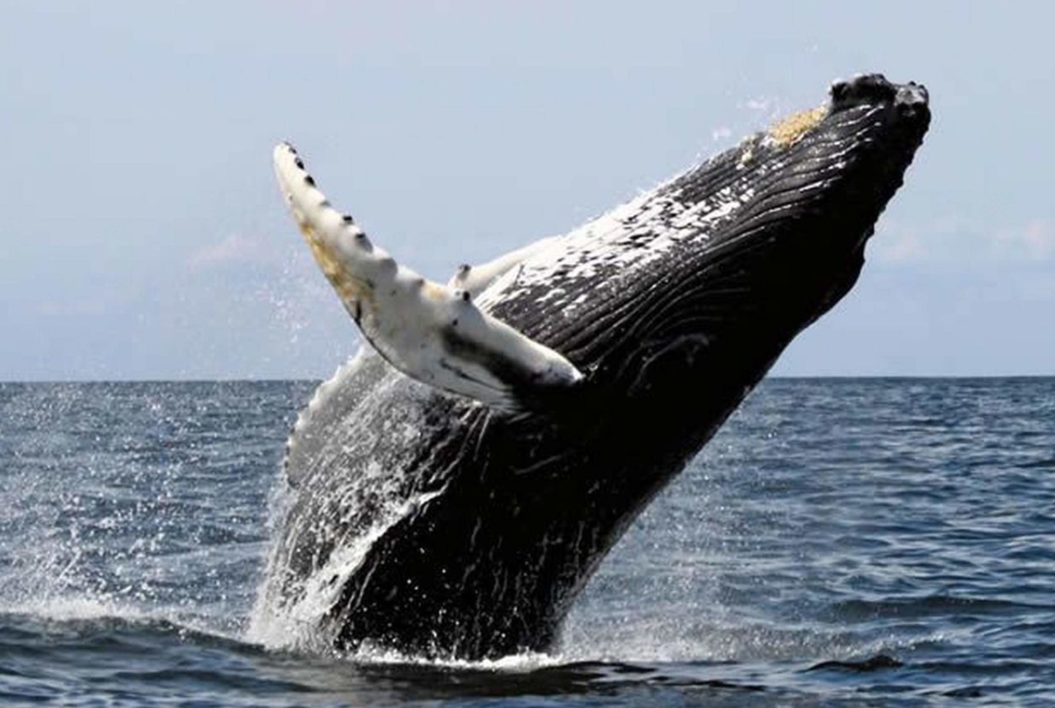 ballena-farm-uvita-costa-rica