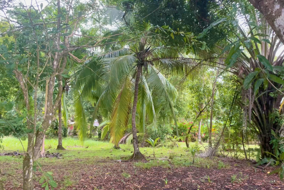 La-Virgen-Lots-palm-tree